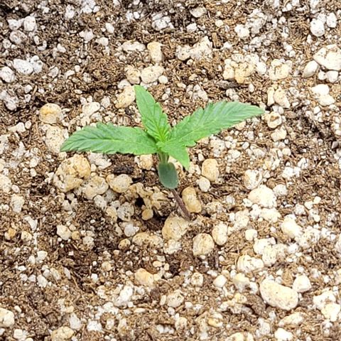 Cristina growlog timeline photo