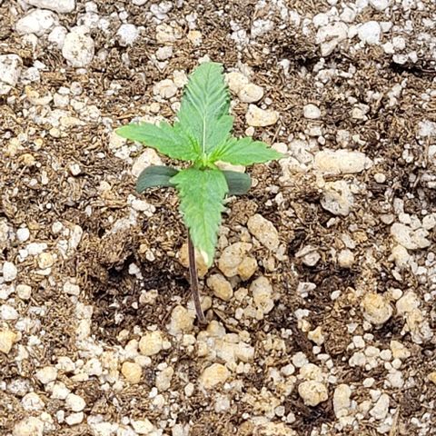 Cristiane growlog timeline photo