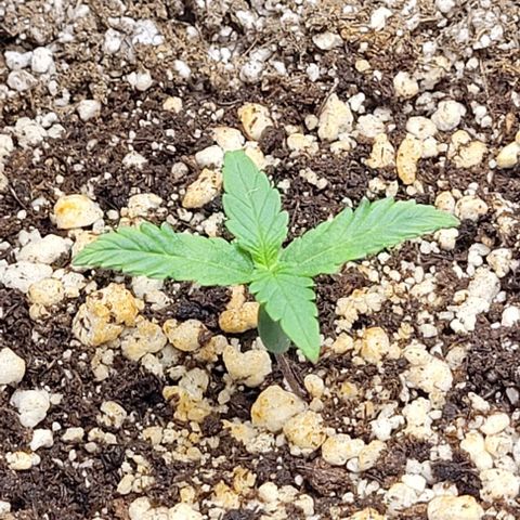 Cristina growlog timeline photo