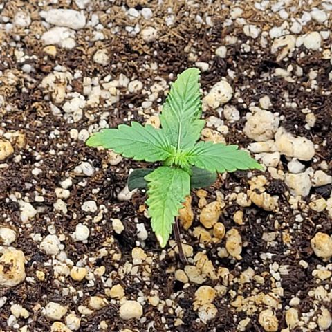 Cristiane growlog timeline photo