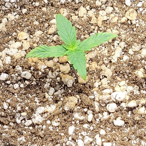Cristina growlog timeline photo