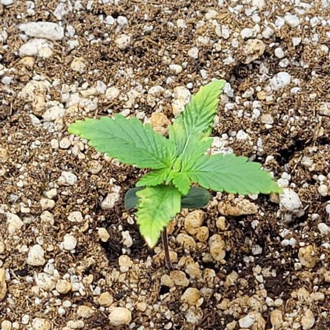 Cristiane growlog timeline photo