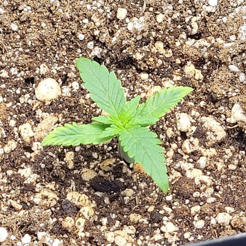 Cristina growlog photo: Flush 1L