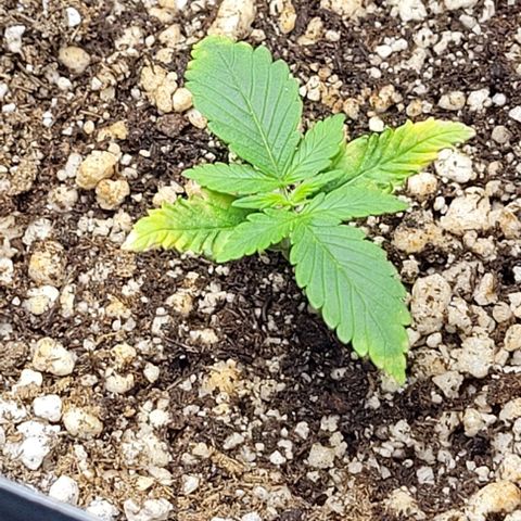 Cristiane growlog photo: Flush 1L