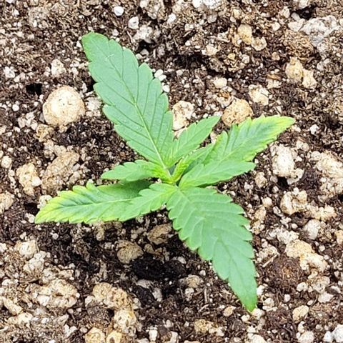 Cristina growlog timeline photo