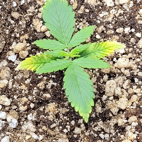 Cristiane growlog timeline photo