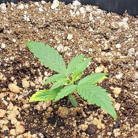 Cristina growlog timeline photo