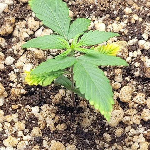 Cristiane growlog timeline photo
