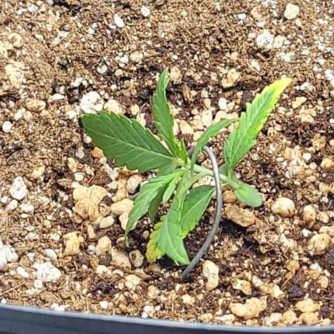 Cristina growlog photo: Início LST