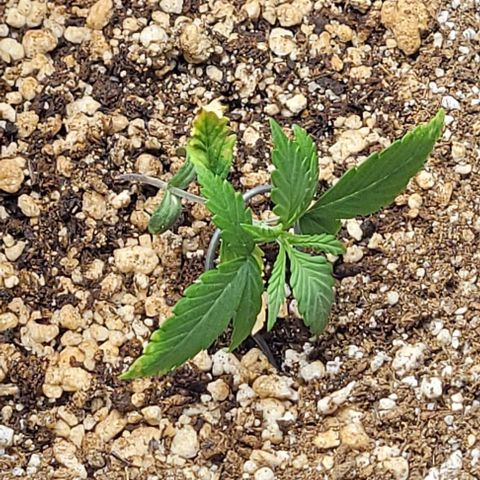 Cristiane growlog photo: Inicio LST