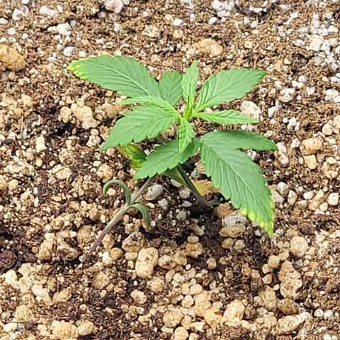 Cristiane growlog timeline photo