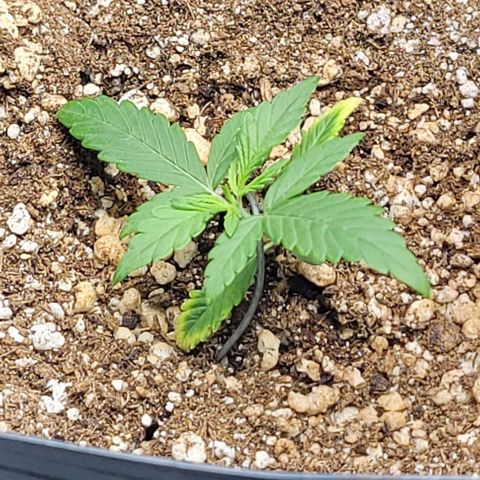 Cristina growlog timeline photo