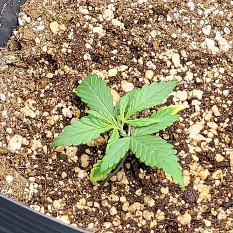 Cristina growlog timeline photo