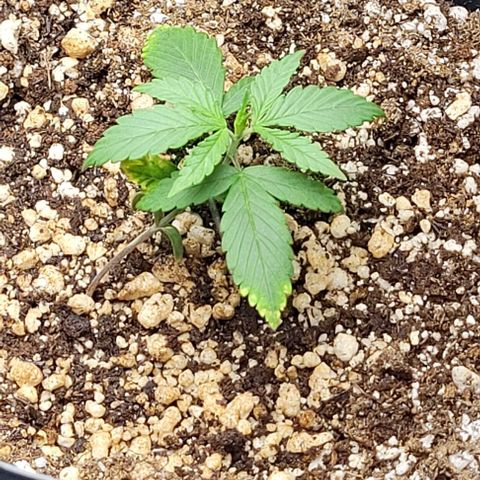 Cristiane growlog timeline photo