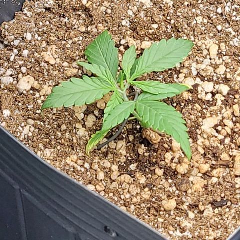 Cristina growlog timeline photo