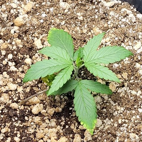 Cristiane growlog timeline photo