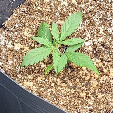 Cristina growlog timeline photo