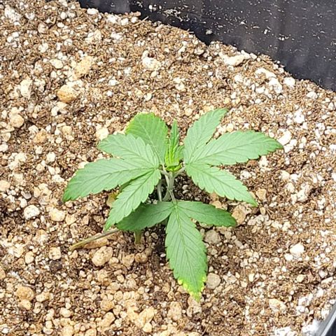 Cristiane growlog timeline photo