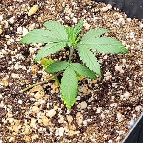 Cristiane growlog timeline photo