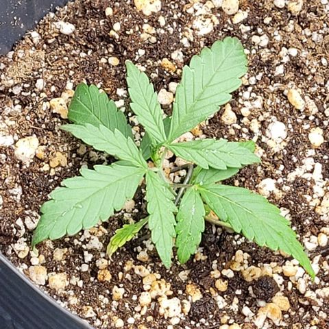 Cristina growlog timeline photo