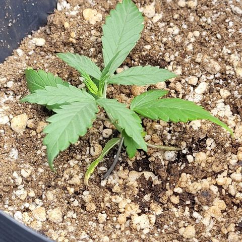 Cristina growlog timeline photo
