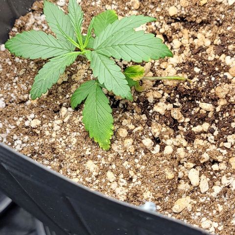 Cristiane growlog timeline photo