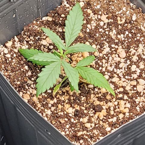 Cristina growlog timeline photo