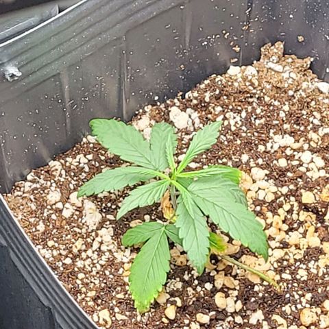 Cristiane growlog timeline photo