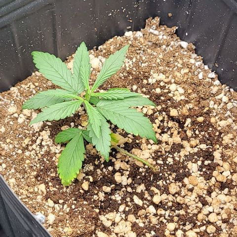 Cristiane growlog timeline photo