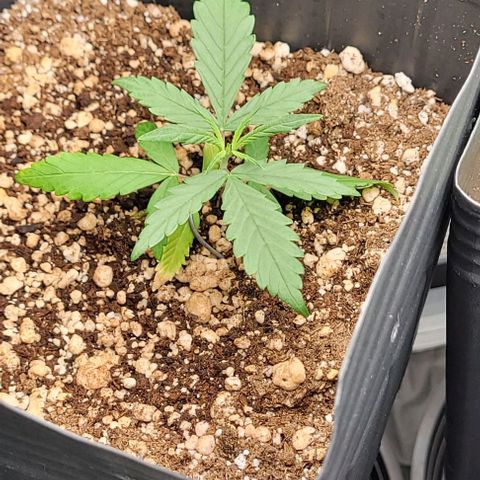 Cristina growlog timeline photo