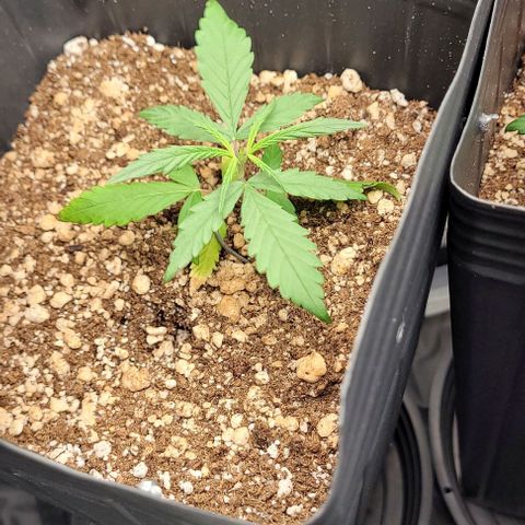 Cristina growlog timeline photo