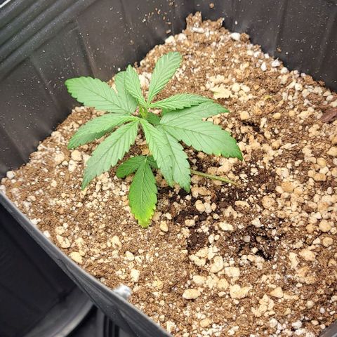 Cristiane growlog timeline photo