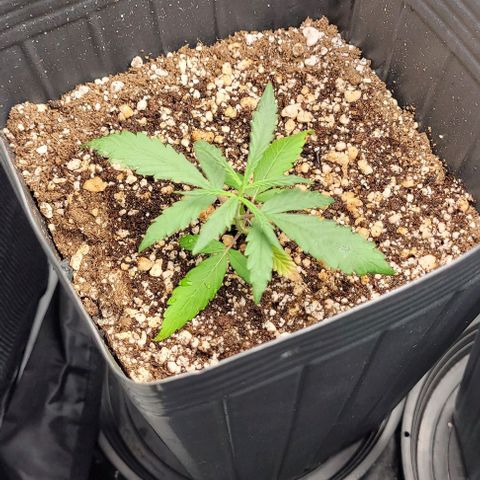 Cristina growlog timeline photo