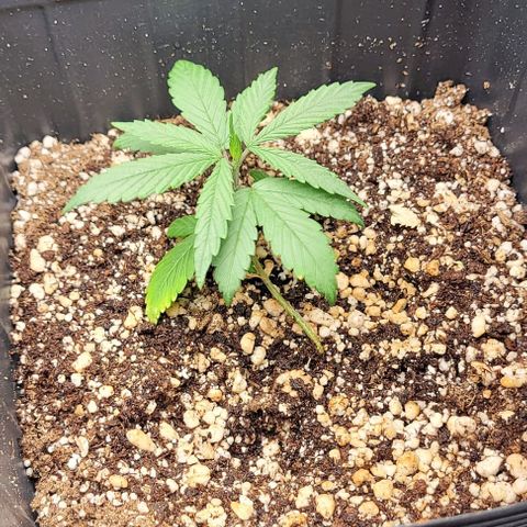 Cristiane growlog timeline photo