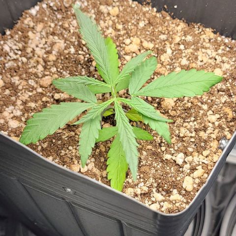 Cristina growlog timeline photo