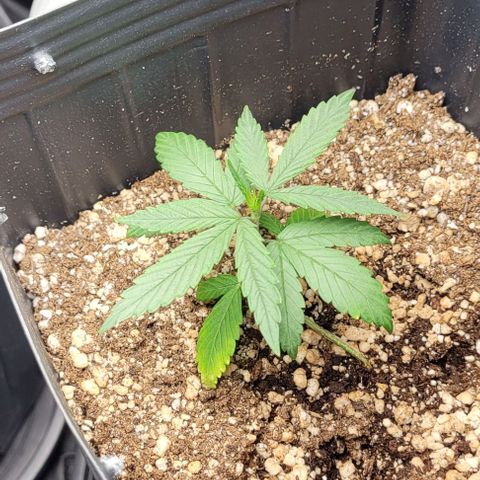 Cristiane growlog timeline photo