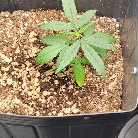 Cristiane growlog timeline photo