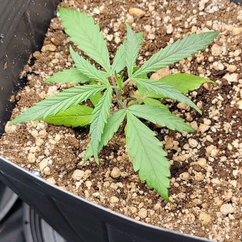 Cristina growlog timeline photo