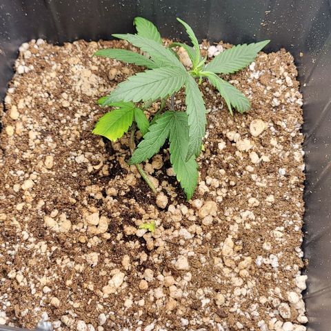Cristiane growlog timeline photo