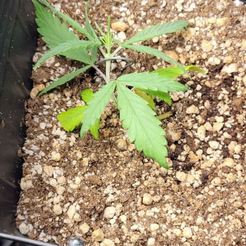 Cristina growlog timeline photo