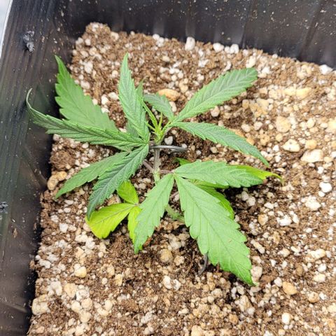 Cristiane growlog timeline photo