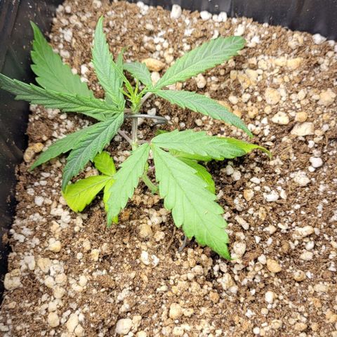 Cristina growlog timeline photo
