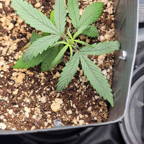 Cristiane growlog timeline photo