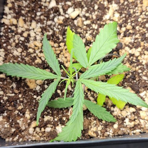 Cristina growlog timeline photo