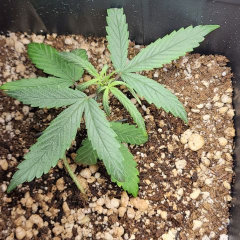 Cristiane growlog timeline photo
