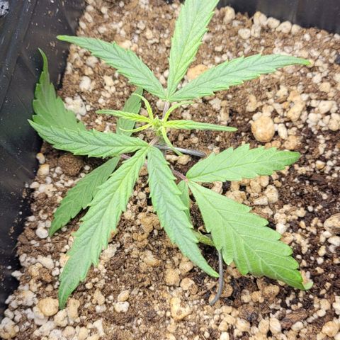 Cristina growlog timeline photo