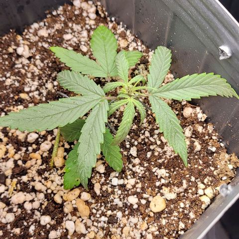 Cristiane growlog timeline photo
