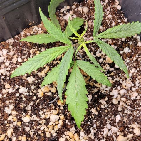 Cristina growlog timeline photo