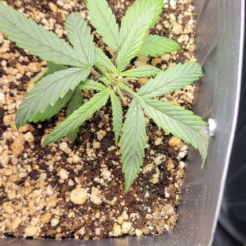 Cristiane growlog timeline photo