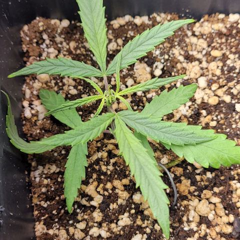 Cristina growlog timeline photo